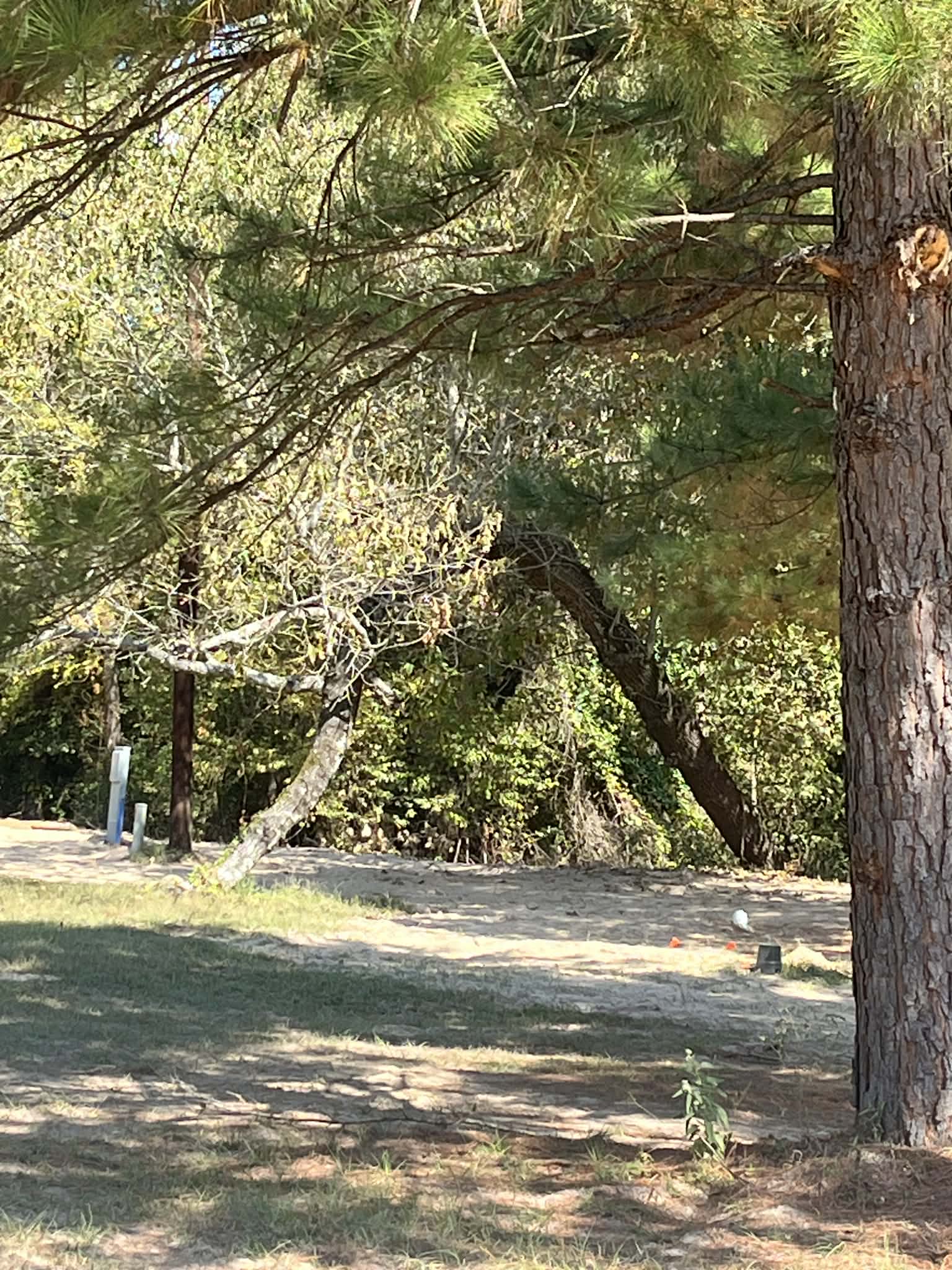 Golf ball on sandy ground near a dramatically bent tree and large pine trunk.