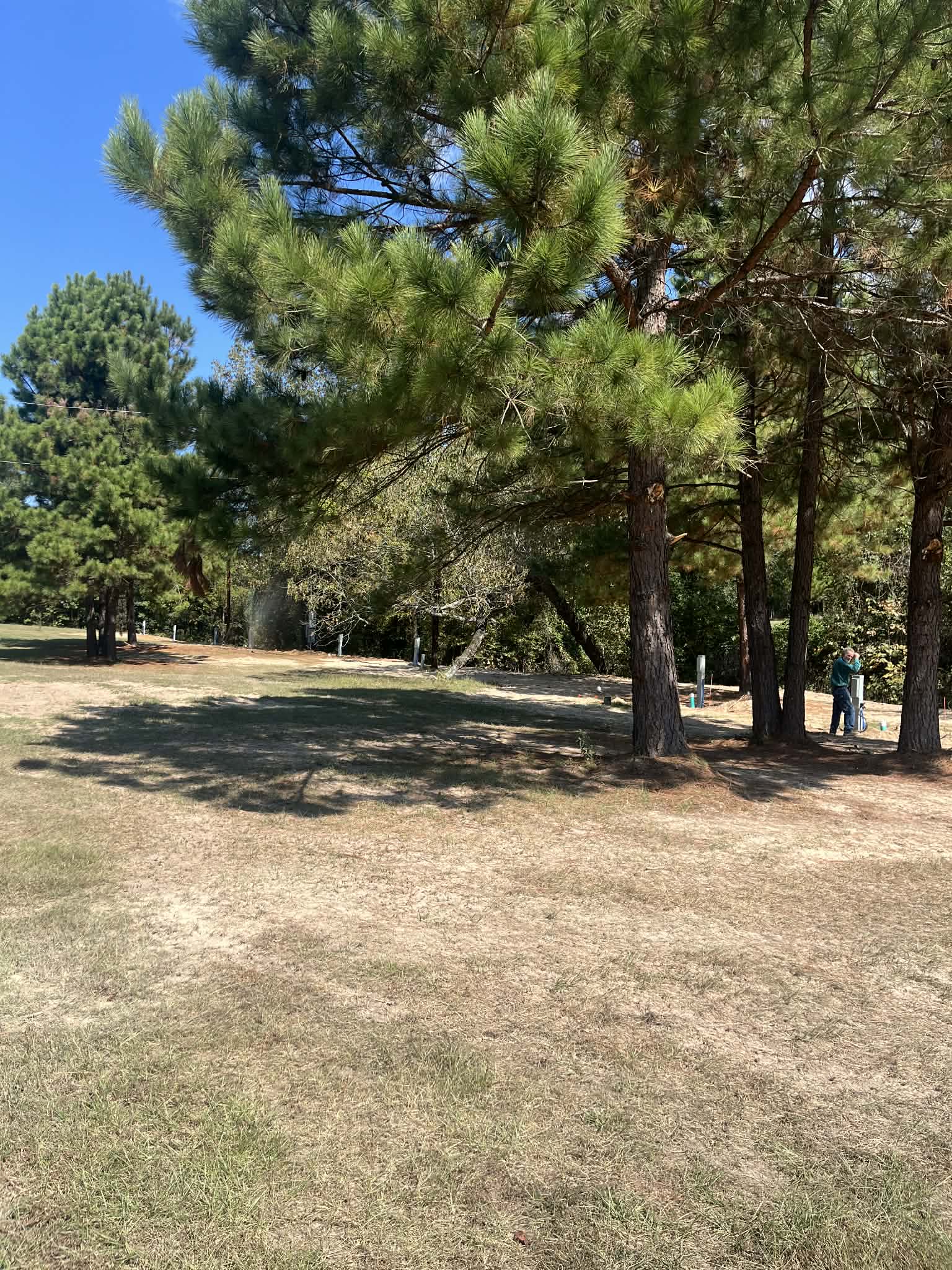 Man works near sprinklers among tall pine trees and dry, sunlit grass.