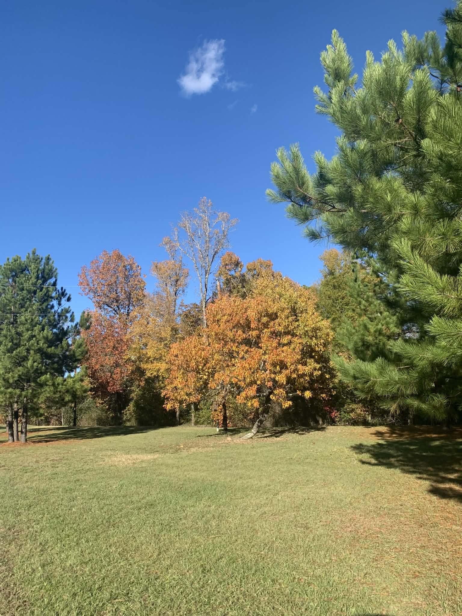 Clear blue sky over a green field, bordered by pine trees and vibrant autumn foliage.